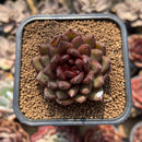 Echeveria 'Chocolate Finger' 2" Succulent Plant Cutting