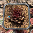 Echeveria 'Chocolate Finger' 2" Succulent Plant Cutting