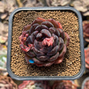Echeveria 'Black Smoke' 1"-2" Succulent Plant Cutting