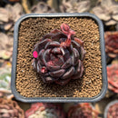 Echeveria 'Black Smoke' 1"-2" Succulent Plant Cutting