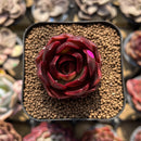 Echeveria 'Red Lantern' 1" Succulent Plant