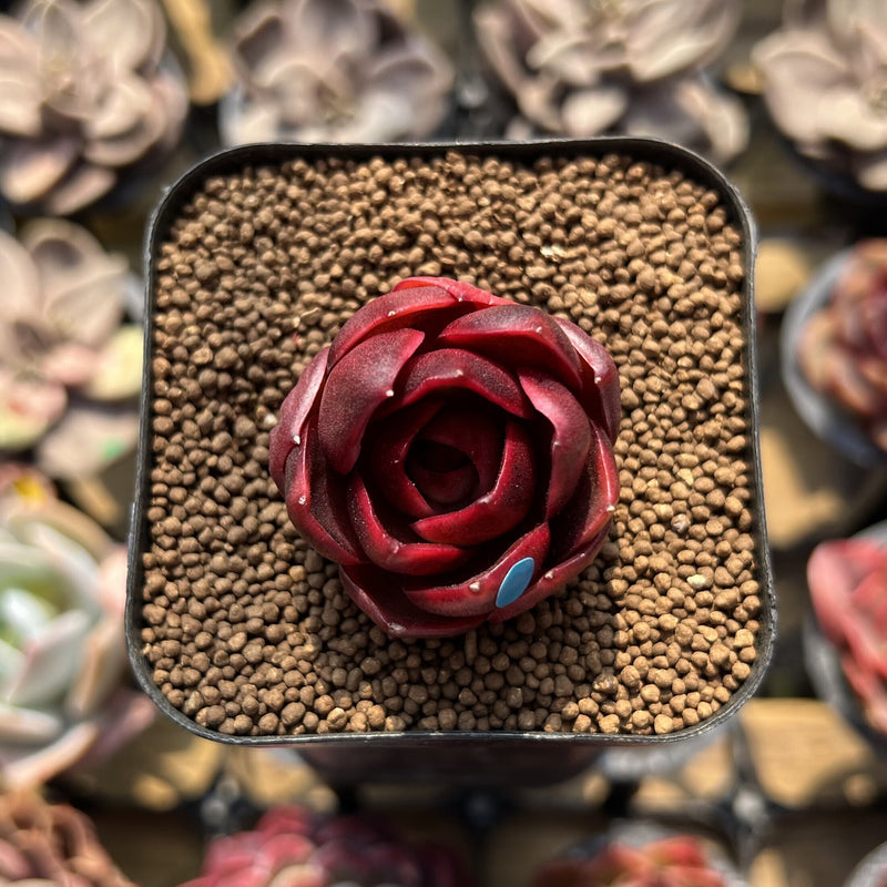 lantern succulent Echeveria 'Red Lantern' 1