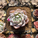 Echeveria 'Larega' 1"-2" Succulent Plant Cutting
