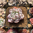 Echeveria 'Larega' 1"-2" Succulent Plant Cutting