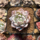 Echeveria 'Larega' 1"-2" Succulent Plant Cutting