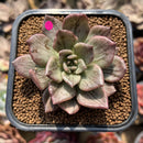 Echeveria 'Silver Prince' Variegated 2"-3" Succulent Plant Cutting