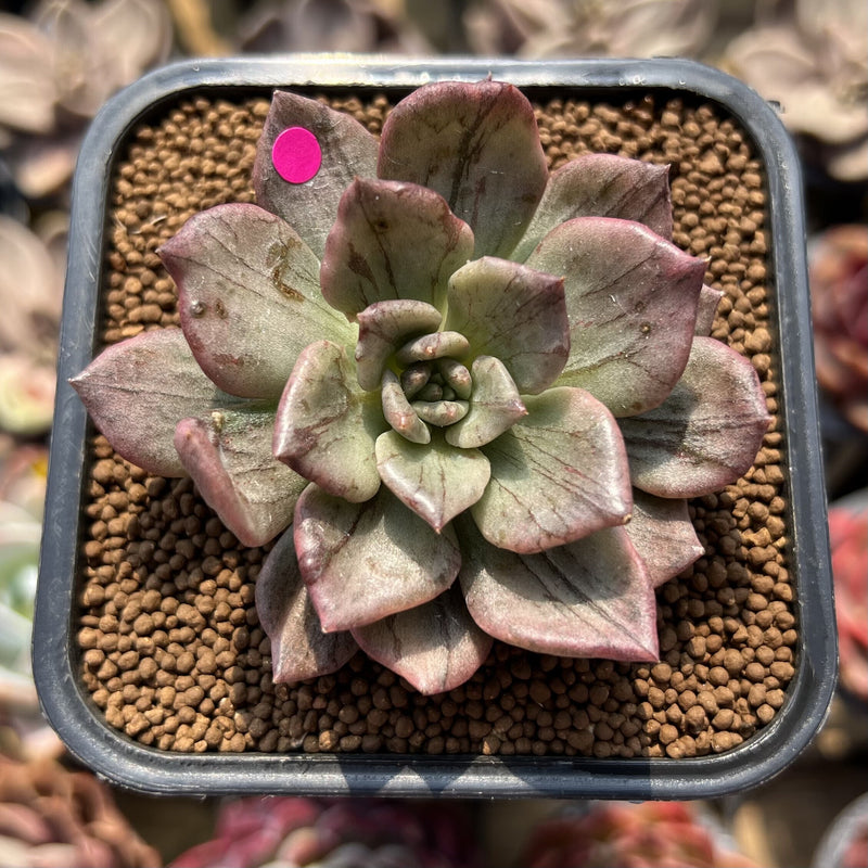 silver prince succulent Echeveria 'Silver Prince' Variegated 2"-3" Succulent Plant Cutting