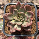 Echeveria 'Silver Prince' Variegated 2"-3" Succulent Plant Cutting