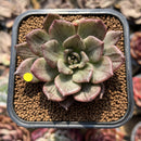 Echeveria 'Silver Prince' Variegated 2"-3" Succulent Plant Cutting