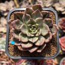Echeveria 'Silver Prince' Variegated 2"-3" Succulent Plant Cutting
