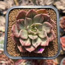 Echeveria 'Silver Prince' Variegated 2"-3" Succulent Plant Cutting
