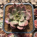 Echeveria 'Silver Prince' Variegated 2"-3" Succulent Plant Cutting