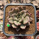 Echeveria 'Silver Prince' Variegated 2"-3" Succulent Plant Cutting