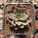 Echeveria 'Silver Prince' Variegated 2"-3" Succulent Plant Cutting