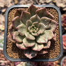 Echeveria 'Silver Prince' Variegated 2"-3" Succulent Plant Cutting