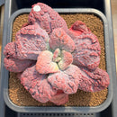Echeveria 'Linguas' 4"-5" Succulent Plant Cutting