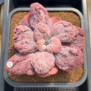 Echeveria 'Linguas' 4"-5" Succulent Plant Cutting