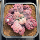 Echeveria 'Linguas' 4"-5" Succulent Plant Cutting