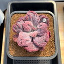 Echeveria 'Linguas' 4"-5" Succulent Plant Cutting