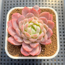 Echeveria 'White Rose' 2"-3" Succulent Plant Cutting