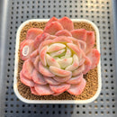 Echeveria 'White Rose' 2"-3" Succulent Plant Cutting