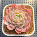 Echeveria 'White Rose' 2"-3" Succulent Plant Cutting