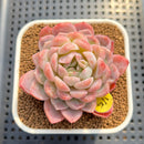 Echeveria 'White Rose' 2"-3" Succulent Plant Cutting