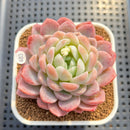 Echeveria 'White Rose' 2"-3" Succulent Plant Cutting