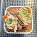 Echeveria 'Gilva Rose' Variegated 2"-3" Succulent Plant Cutting
