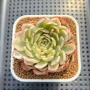 Echeveria 'Gilva Rose' Variegated 2"-3" Succulent Plant Cutting