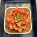 Echeveria 'Minigosaong' 3" Succulent Plant Cutting