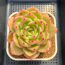 Echeveria Agavoides 'Glorious' 3" Succulent Plant Cutting