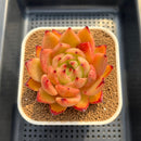 Echeveria Agavoides 'Eco Geumma' 3" Succulent Plant Cutting