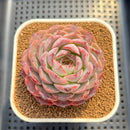 Echeveria 'Pomegranate' 2" Succulent Plant Cutting