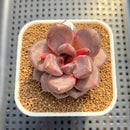 Echeveria sp. 2" Succulent Plant Cutting