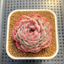 Echeveria 'Pomegranate' 2" Succulent Plant Cutting
