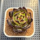 Echeveria Agavoides 'Okdogam' 2"-3" Succulent Plant Cutting
