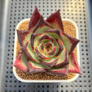Echeveria Agavoides 'Black Diamond' 2"-3" Succulent Plant Cutting