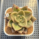 Echeveria 'Peter Pan' (Xichuensis Hybrid) 2" Succulent Plant Cutting