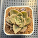 Echeveria 'Peter Pan' (Xichuensis Hybrid) 2" Succulent Plant Cutting
