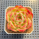 Echeveria 'Elf' 2" Succulent Plant Cutting