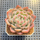 Echeveria 'Blue Sunset' 2" (Old Variety) Succulent Plant Cutting