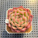 Echeveria 'Blue Sunset' 2" (Old Variety) Succulent Plant Cutting