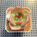 Echeveria Agavoides 'Fauré Queen' 1"-2" Succulent Plant Cutting