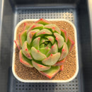 Echeveria Agavoides 'Redmond' 3" Succulent Plant Cutting