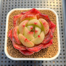 Echeveria 'Orange Champaign' 2"-3" (Original Type) Succulent Plant Cutting