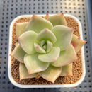 Echeveria 'Nutchi' 2" Succulent Plant Cutting