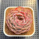 Echeveria 'Pomegranate' 2" Succulent Plant Cutting