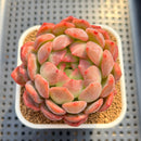 Echeveria 'Blue Sunset' 3"-4" (Old Variety) Succulent Plant Cutting