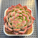 Echeveria 'Blue Sunset' 3"-4" (Old Variety) Succulent Plant Cutting